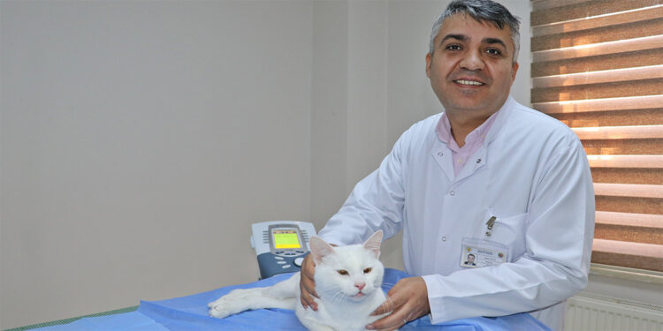 Arka ayakları felçli olan Venüs, yürümeye başladı