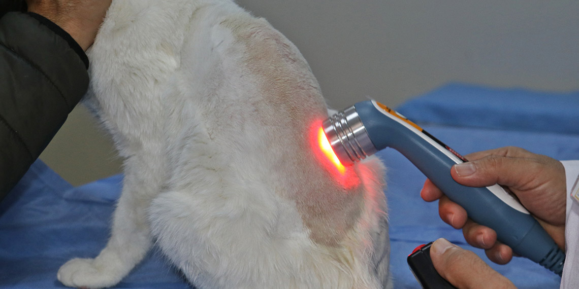 Arka ayakları felçli olan Venüs, yürümeye başladı