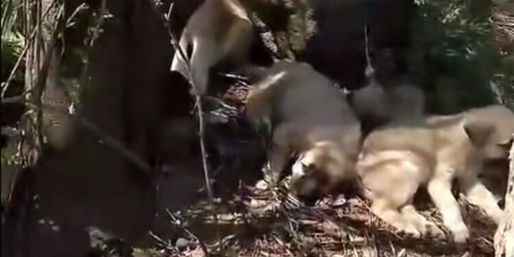 Barınak önünde ağızları bağlı çuvallarda yavru köpekler bulundu