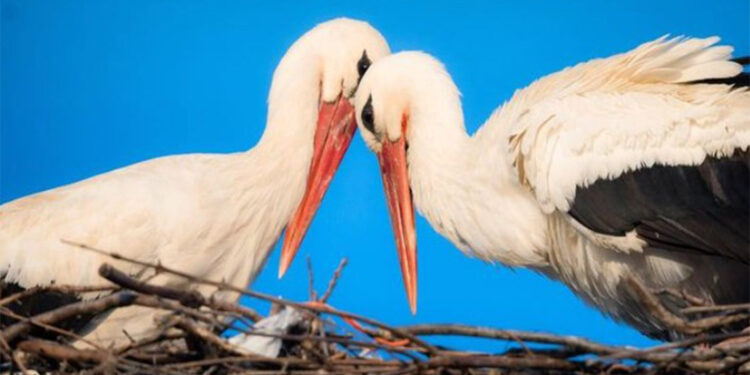 Yaren leylek eşi Nazlı ile buluştu