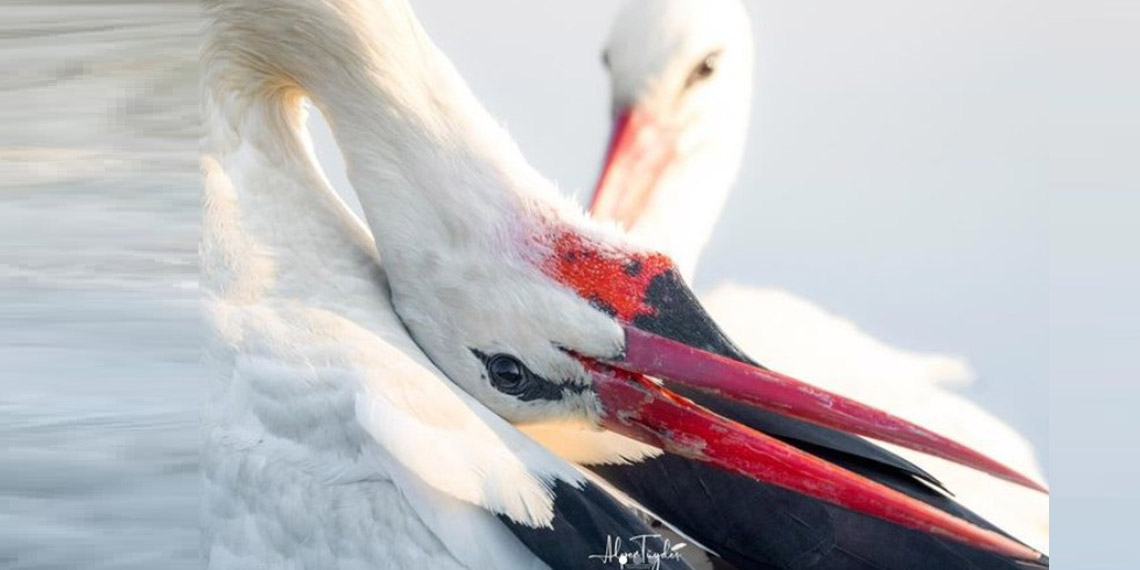 Bursa'da yaşayan balıkçı Adem Yılmaz (68) ile dostluğu filme konu olan ve 'Eskikarağaç Leylek Köyü'ne bu yıl 13'üncü kez gelen Yaren leylek eşi Nazlı ile de buluştu.