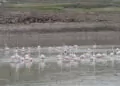 Baharın müjdecisi flamingolar, tuz gölü’ne gelmeye başladı