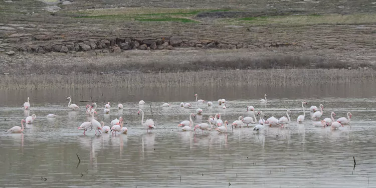 Baharın müjdecisi flamingolar, tuz gölü’ne gelmeye başladı