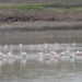 Baharın müjdecisi flamingolar, Tuz Gölü’ne gelmeye başladı