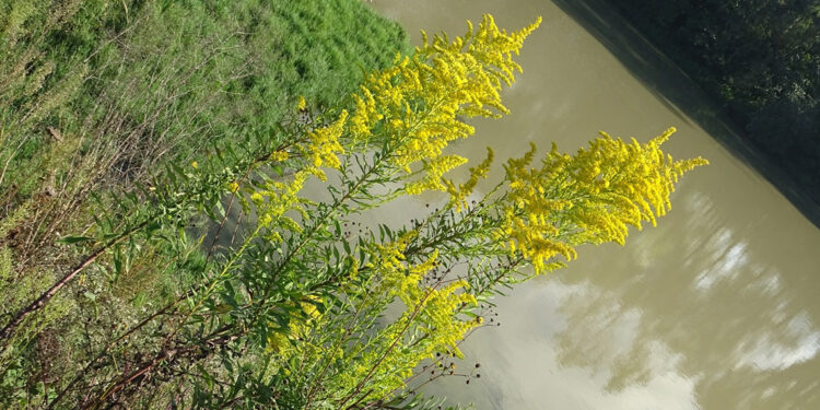 Bakan Yumaklı: Bartın'da 2 yeni bitki türü keşfedildi