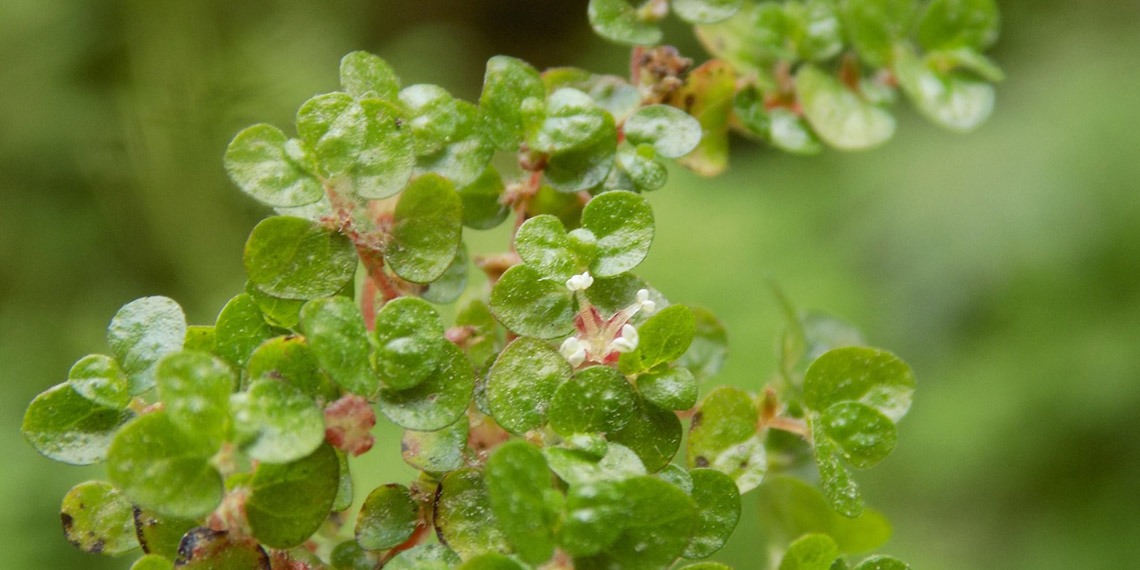 Bakan Yumaklı: Bartın'da 2 yeni bitki türü keşfedildi