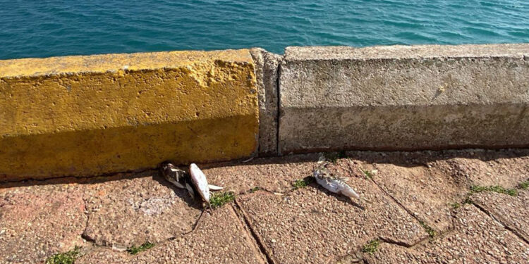 Balıkçıların etrafa attığı balon balıkları ölüm saçıyor