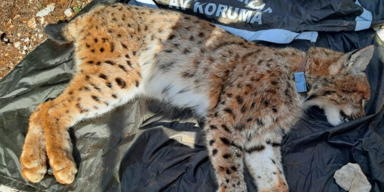 Balkan vaşağına ilk kez uydu verici takıldı