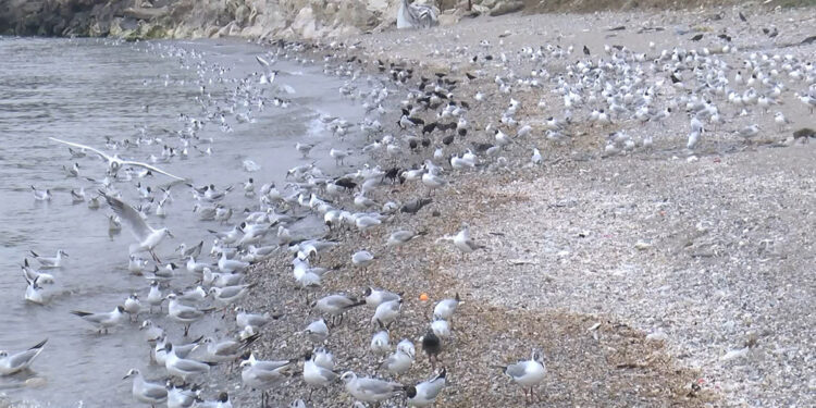 Beylikdüzü'nde 'kanalizasyon suyu denize akıyor' iddiası