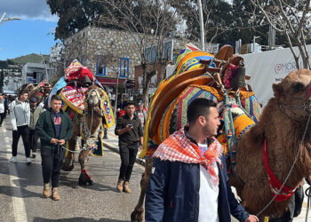 Bodrum'da develer meydana indi, turistler ilgi gösterdi