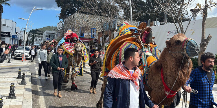 Bodrum'da develer meydana indi, turistler ilgi gösterdi
