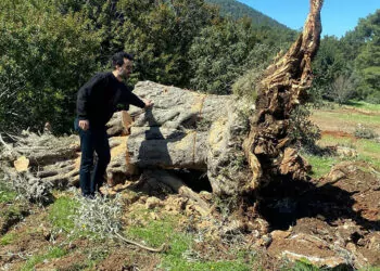 Bodrum'da kesilen 30 zeytin ağacı için 30 bin lira ceza