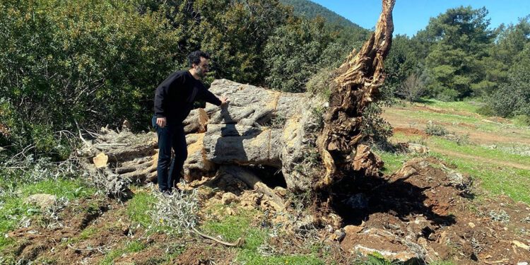 Bodrum'da kesilen 30 zeytin ağacı için 30 bin lira ceza