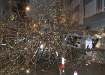 Çankaya'da şiddetli rüzgarda bir ağaç yola devrildi