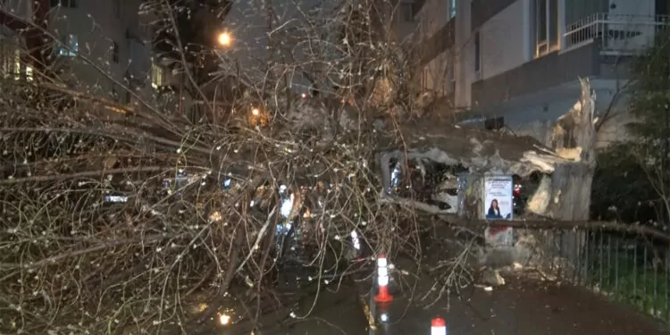 Çankaya'da şiddetli rüzgarda bir ağaç yola devrildi