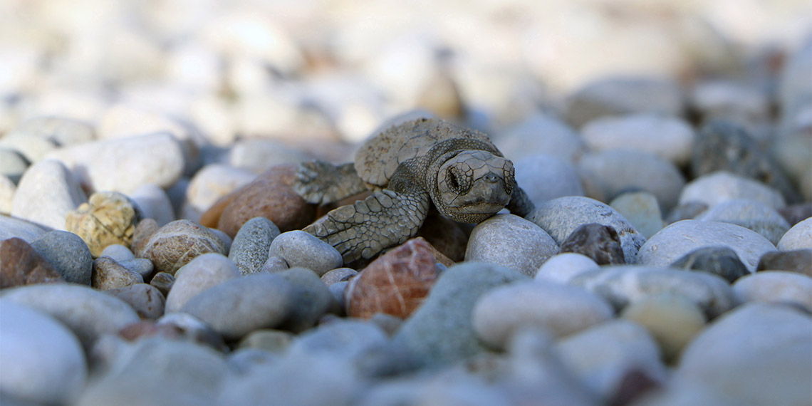 Caretta carettalar için gönüllü aranıyor; Gönüllülerin enerjik çalışabilecek ve 18 yaşını doldurmuş olmaları gerekiyor.