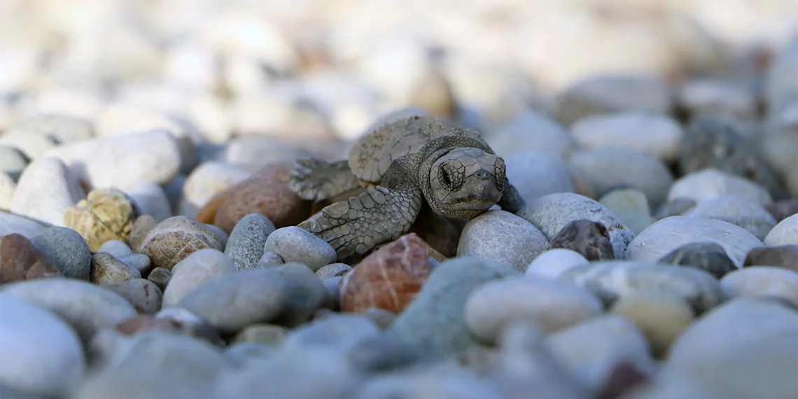 Caretta carettalar için gönüllü aranıyor; gönüllülerin enerjik çalışabilecek ve 18 yaşını doldurmuş olmaları gerekiyor.