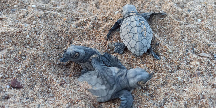 Caretta carettalar için gönüllü aranıyor