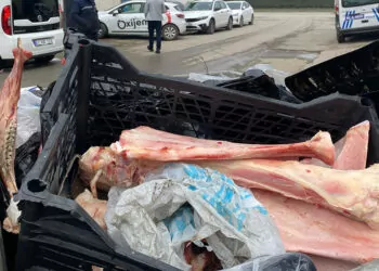 Düzce'de çöp konteyneri içinde etleri sıyrılmış at kemikleri bulundu