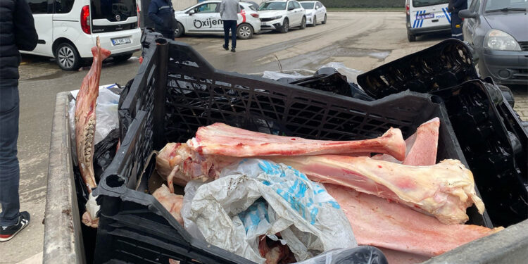 Düzce'de çöp konteyneri içinde etleri sıyrılmış at kemikleri bulundu