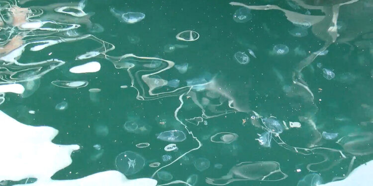 Denizanalarındaki artış sonrası müsilaj uyarısı