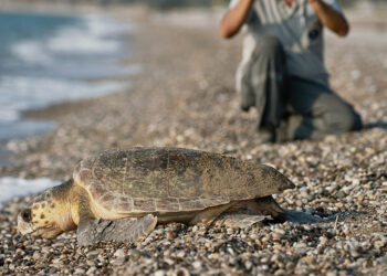 Denizle bululan yavru caretta sayısı 1,5 milyona ulaştı