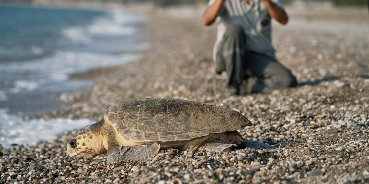 Denizle bululan yavru caretta sayısı 1,5 milyona ulaştı