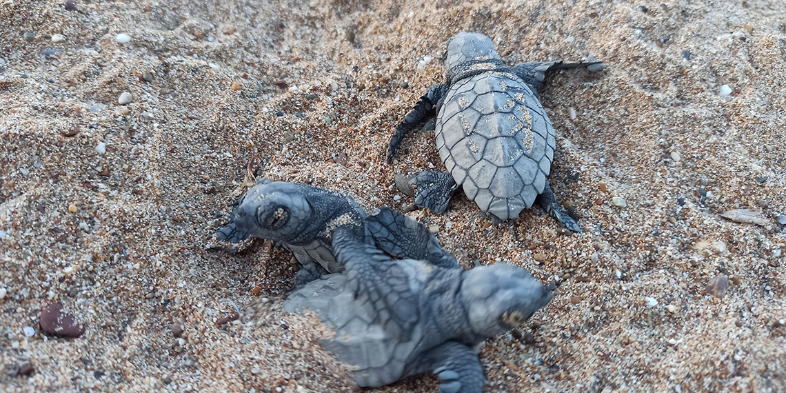 Denizle buluşan yavru caretta sayısı 1,5 milyona ulaştı