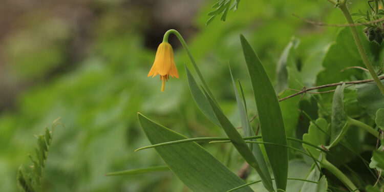 Diyarbakır'da yeni lale türü keşfedildi: ‘Fritillaria Yalcinii’