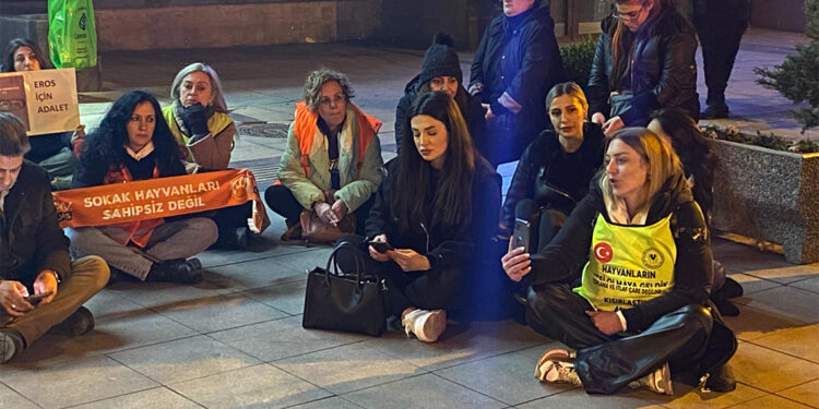 Bir kedinin 6 dakika boyunca tekmelenerek öldürülmesinden utanıyoruz