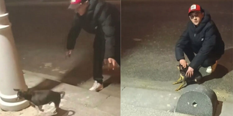 Elektrik kaçağını test etmek için köpeği kullandı