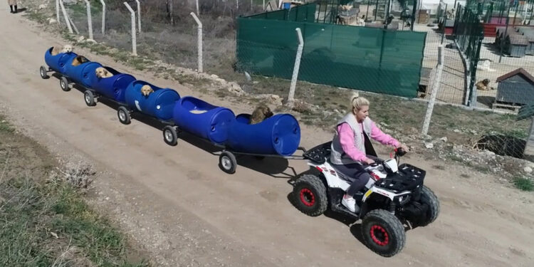 Engelli köpeklere trenli gezi