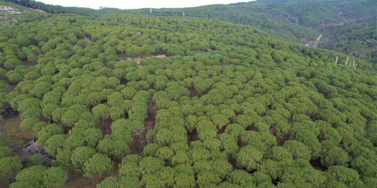 Fıstık çamında zararlı böcekle mücadele verimi artırdı