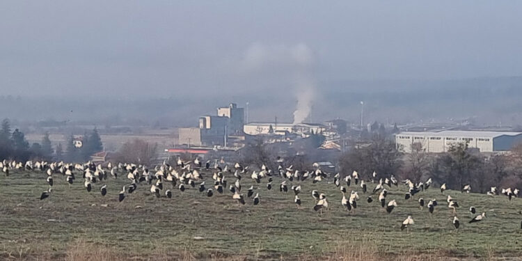 Göç yolunda mola veren leylekler Domaniç'te