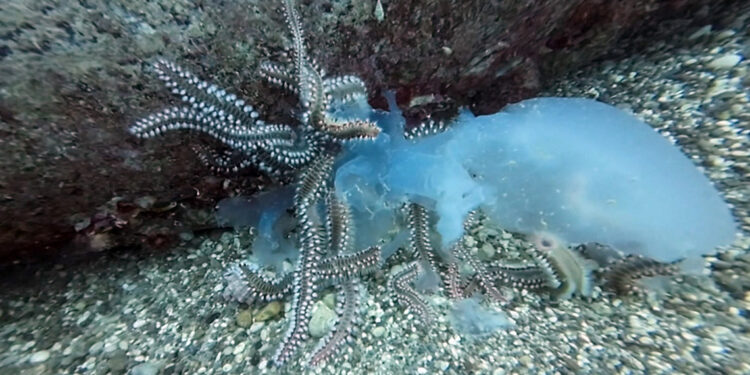 Göç yolundaki denizanaları çıyanların avı oldu