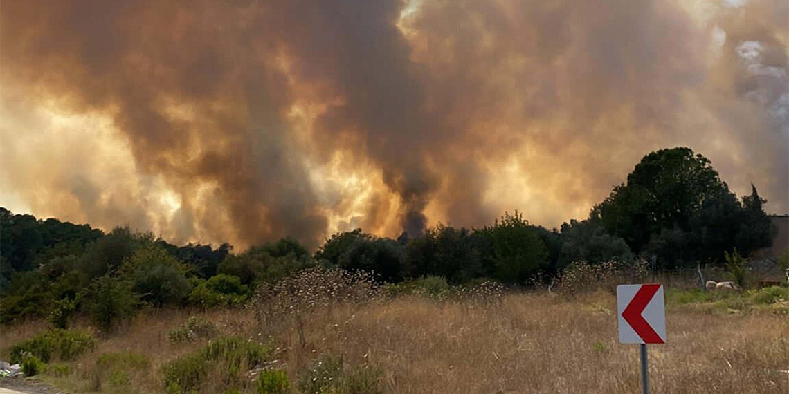 Muğla Orman Bölge Müdürü Salim Karabulut, Milas'ta 12 Temmuz 2023'te çıkan yangında zarar gören Halep çamı ormanının çalışmalarla yeniden yeşerdiğini söyledi.
