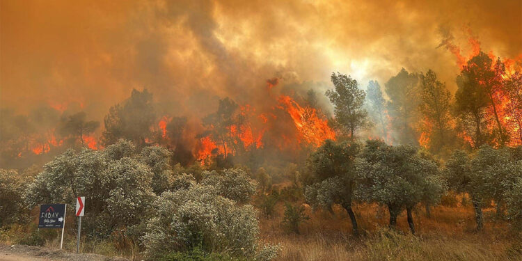 Halep çam ormanı yeşeriyor