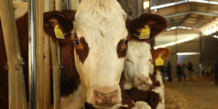 Hayvan hastalıklarına karşı 8 ilde denetim istasyonu