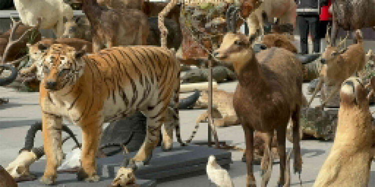 Kaçak hayvan müzesi şaşkına çevirdi