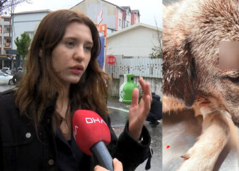 Çekmeköy'de tacizden kurtaran köpeğe kurşun tartışması