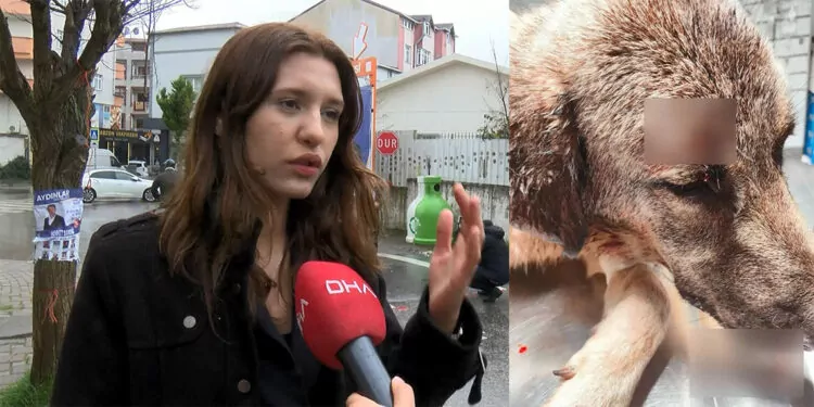 Çekmeköy'de tacizden kurtaran köpeğe kurşun tartışması