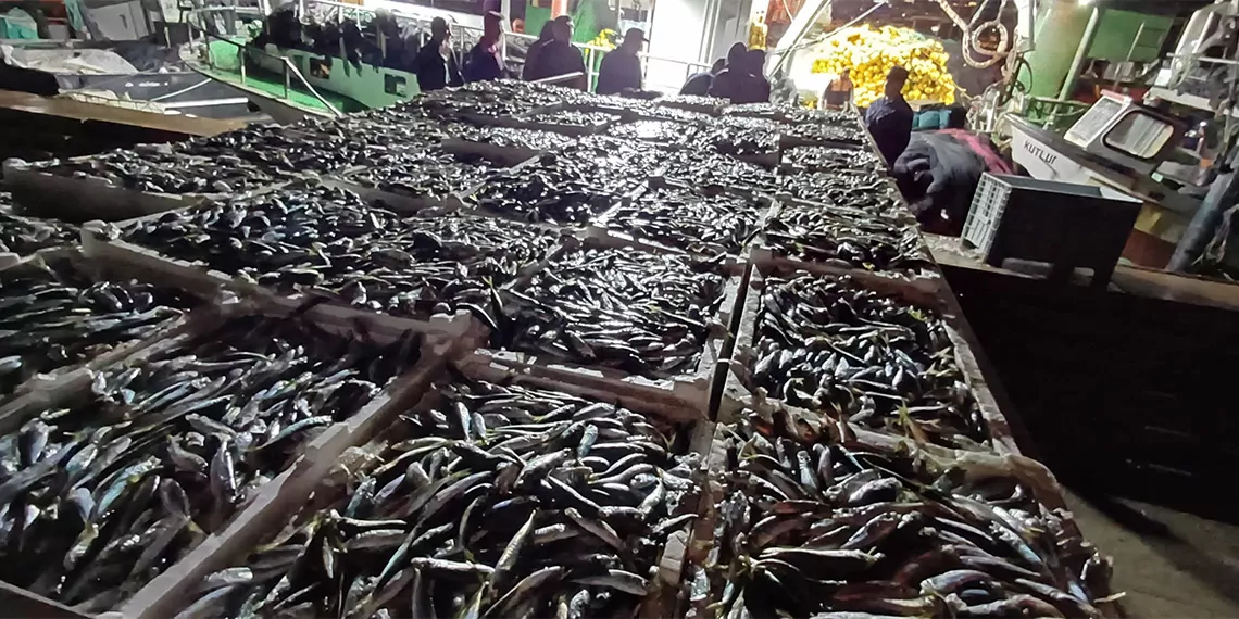 Fatih yenikapı'da sahil güvenlik ekipleri, kaçak avlandığı tespit edilen 538 kutu halinde 8 ton istavrit balığı ele geçirdi.