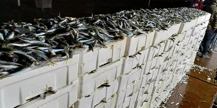 Kaçak avlanılan 8 ton istavrit balığı ele geçirdi