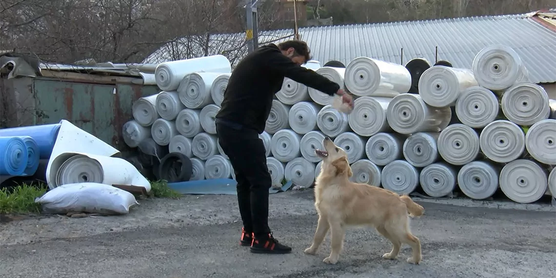 Sultangazi’de seyir halindeki otomobilden bir köpek yol kenarına bırakıldı. Köpek aracın uzun süre arkasından koştu ancak araç hızla olay yerinden uzaklaştı.