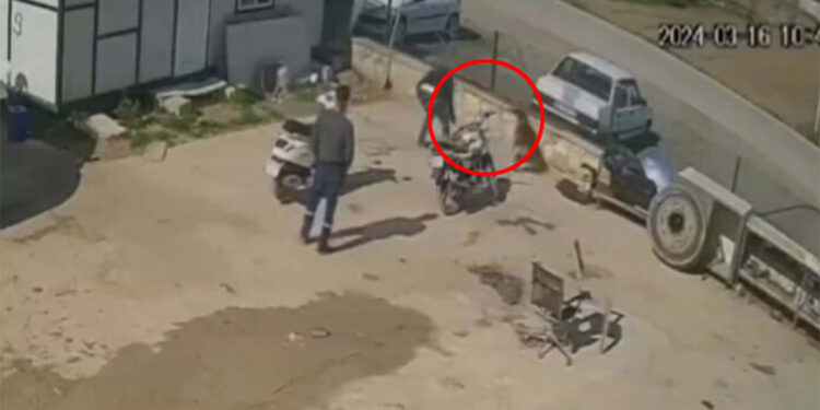 Kedisini öldüren köpeği hortumla dövdü