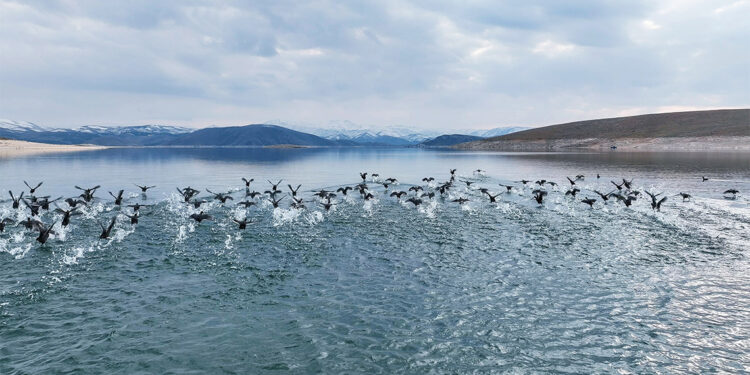 Su kuşlarının nesli tehlike altında