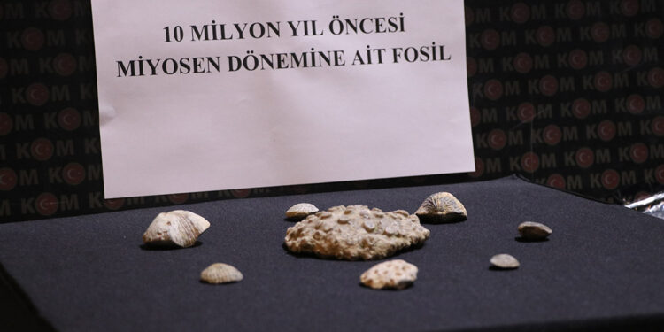 Kayseri'de 10 milyon yıllık fosil ele geçirildi