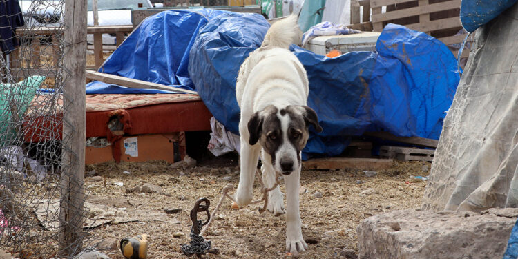 Kayseri'de köpeğin saldırdığı çocuk ağır yaralandı