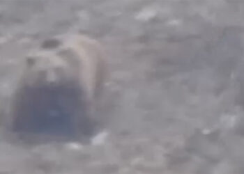 Kış uykusundan uyanan bozayı kamerada