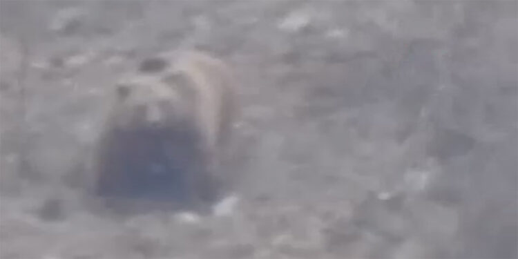 Kış uykusundan uyanan bozayı kamerada